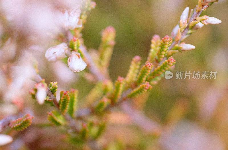 石南/胼胝体枝的特写。拍摄电影